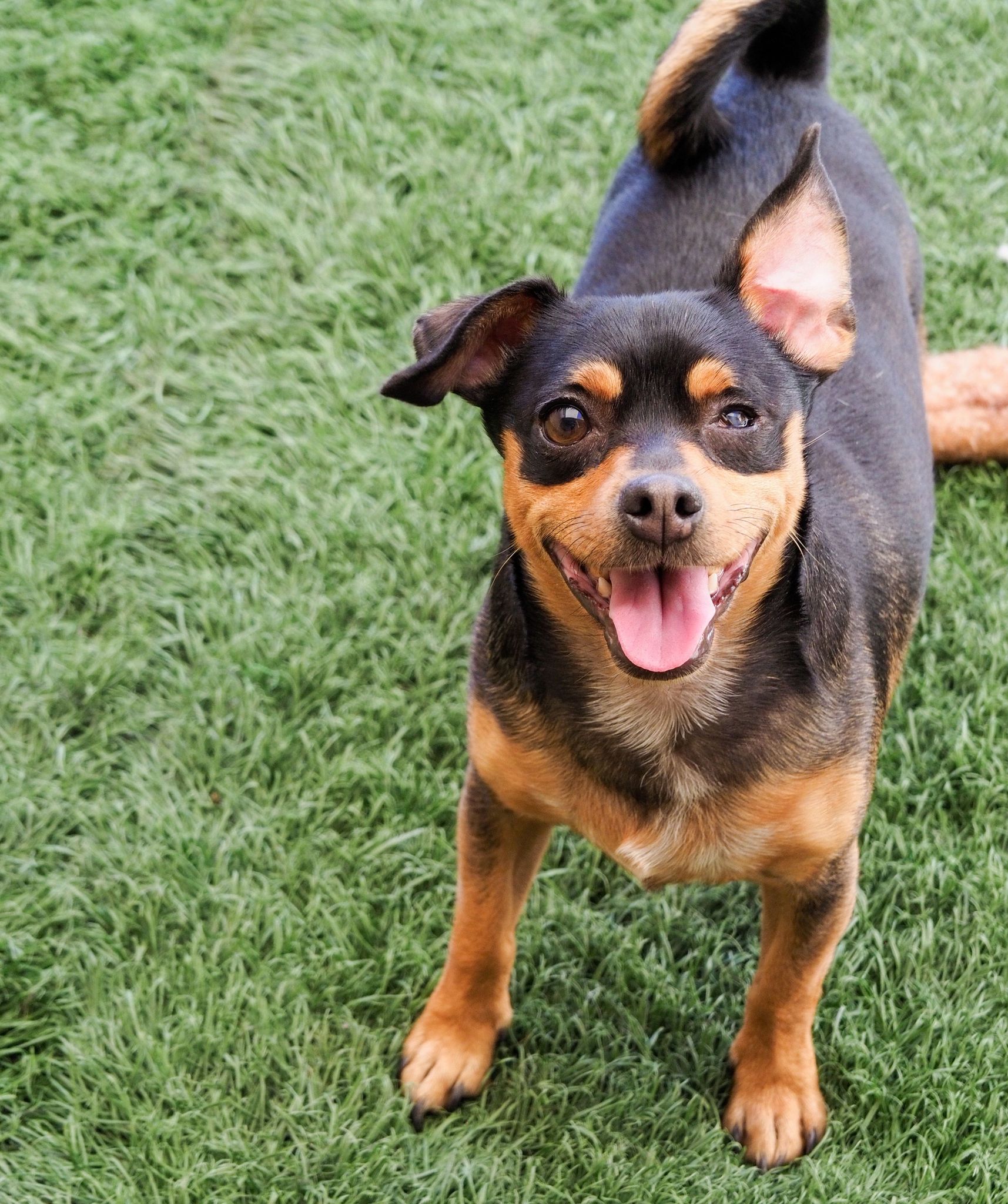 Enlarge Uno, a Adoptable mixed breed in PHOENIX, AZ image 2/6