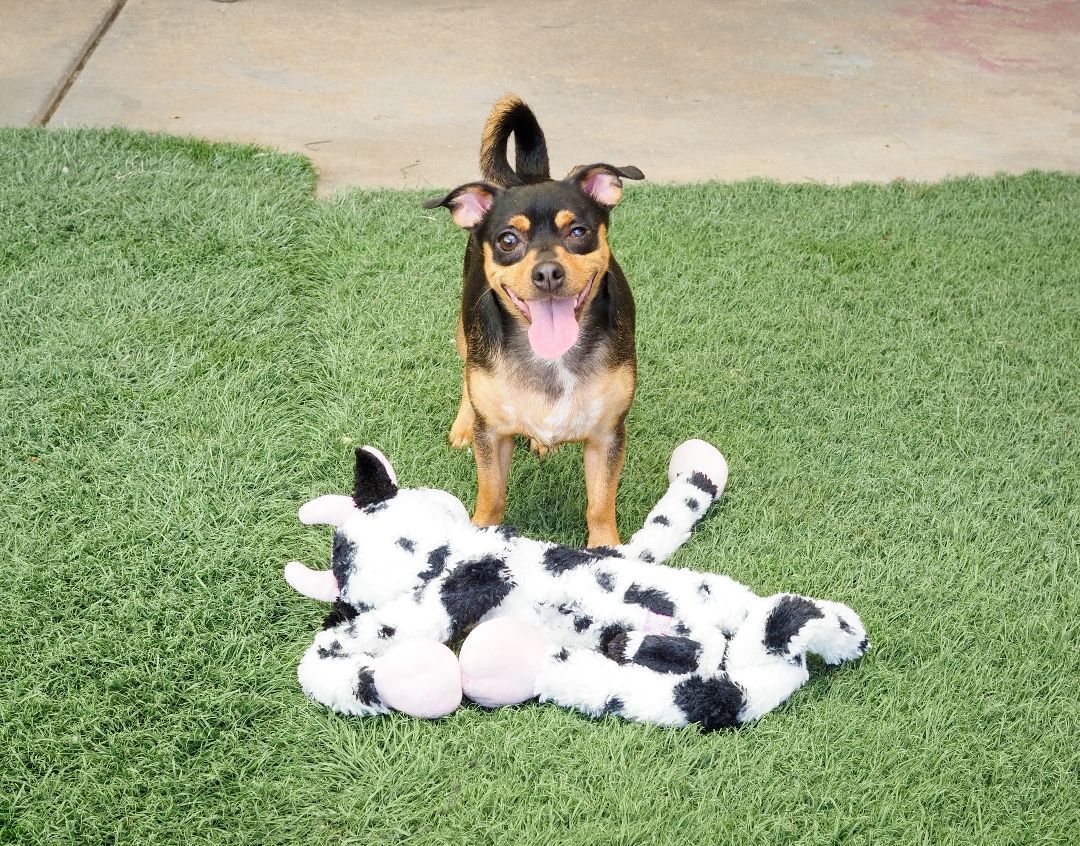 Enlarge Uno, a Adoptable mixed breed in PHOENIX, AZ image 4/6