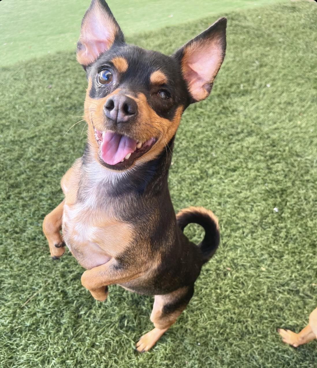 Uno, Adoptable, Young Male Miniature Pinscher & Chihuahua.