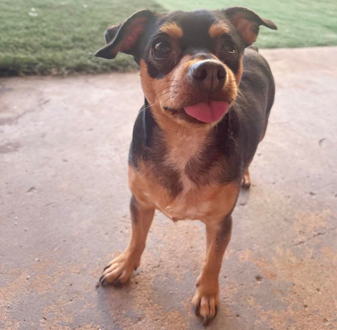 Enlarge Uno, a Adoptable mixed breed in PHOENIX, AZ image 5/6