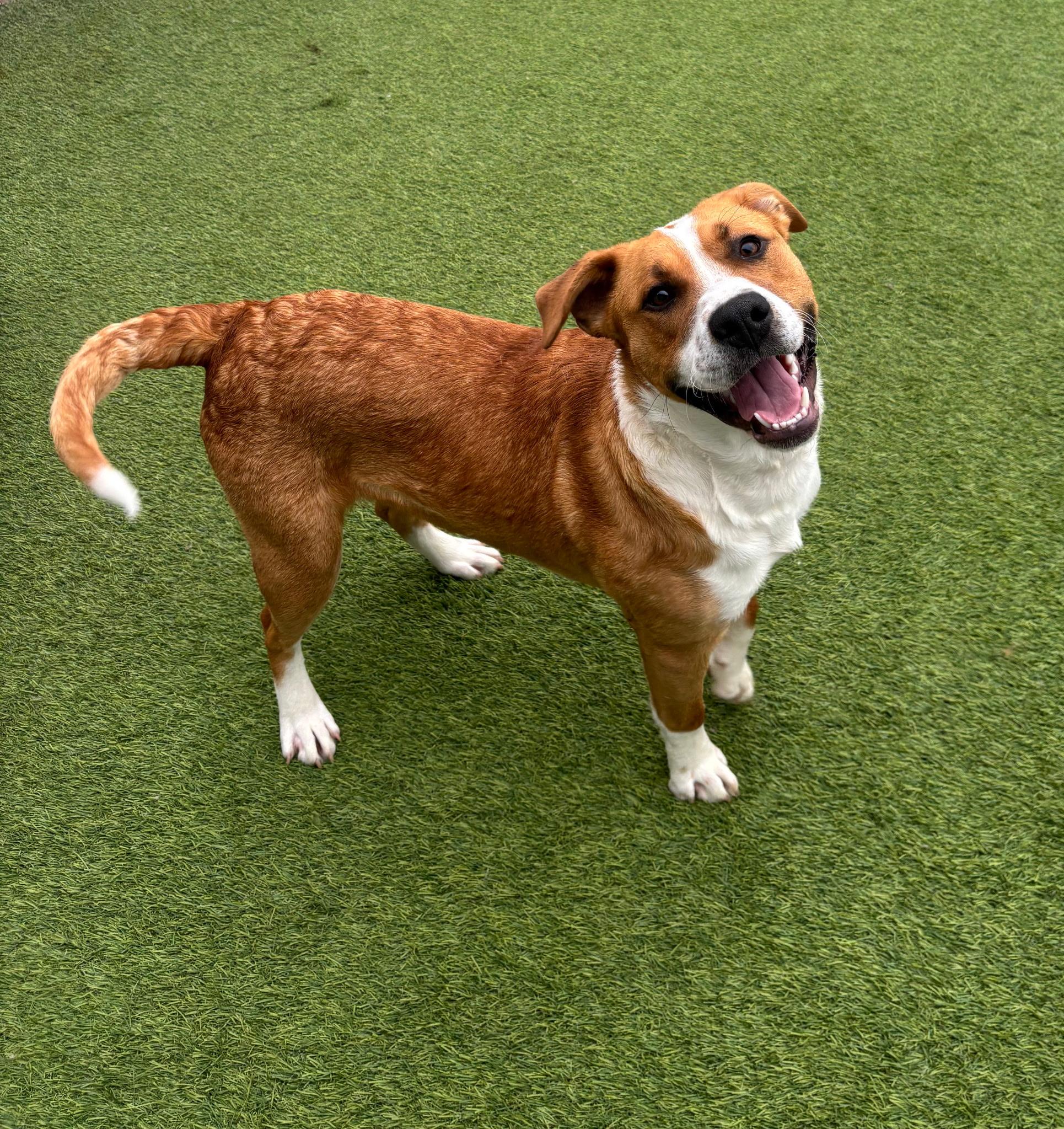 Zazu, ADOPTABLE, Young Male Labrador Retriever.