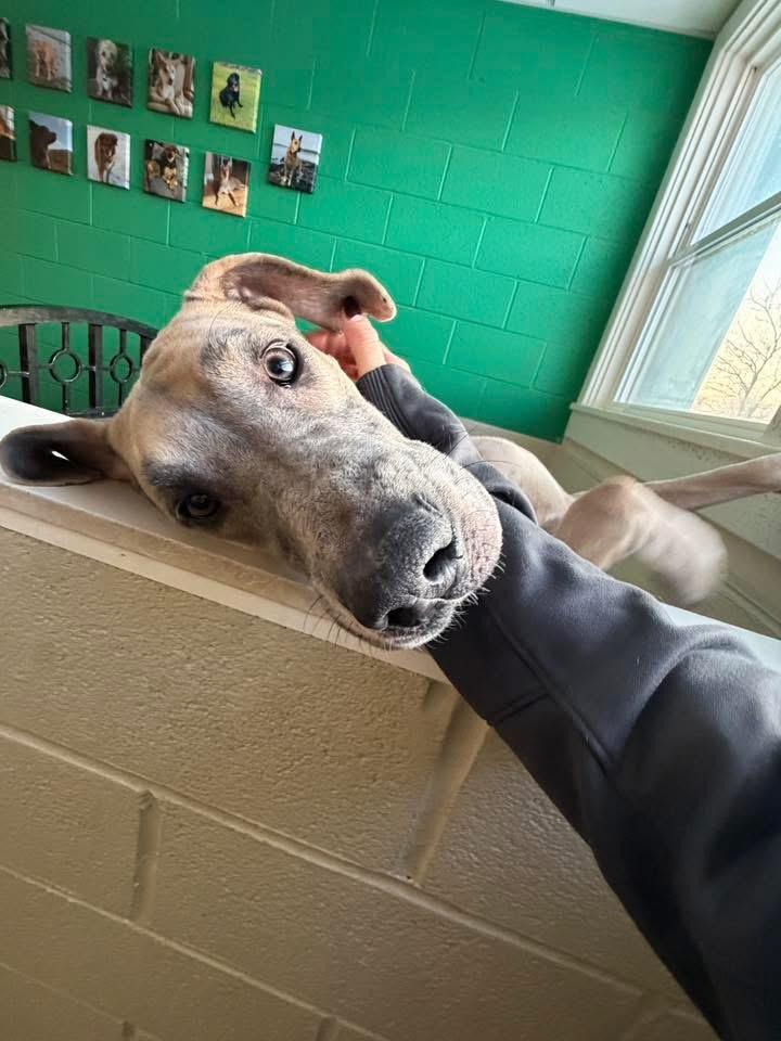 Leia, Adoptable, Adult Female Great Dane.