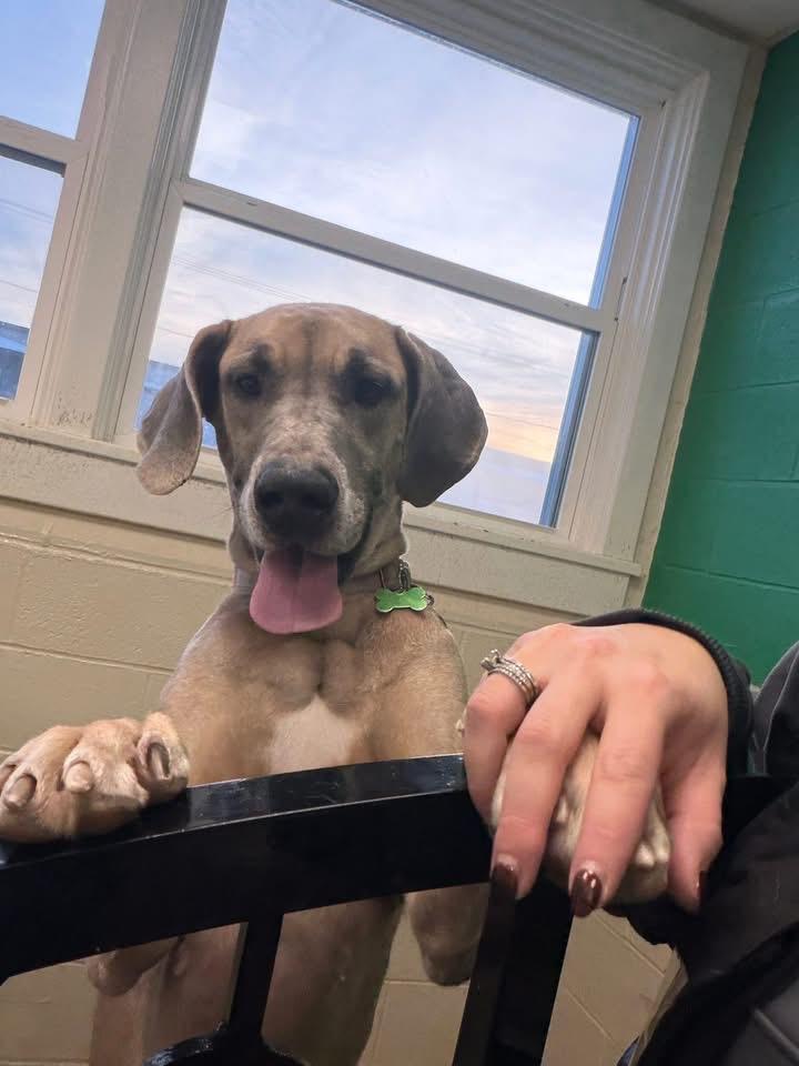 Leia, a Adoptable mixed breed in North Syracuse, NY image 2/6