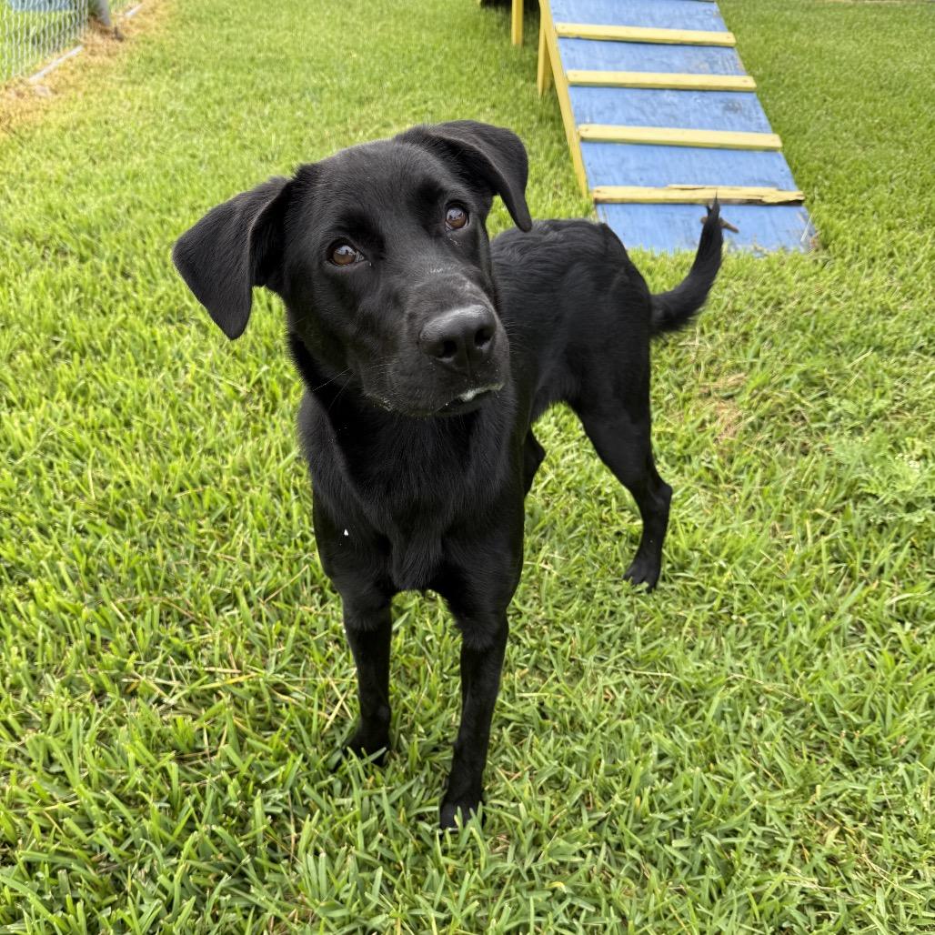Enlarge Dora, a Adoptable Mixed Breed in Dickinson, TX image 1/6