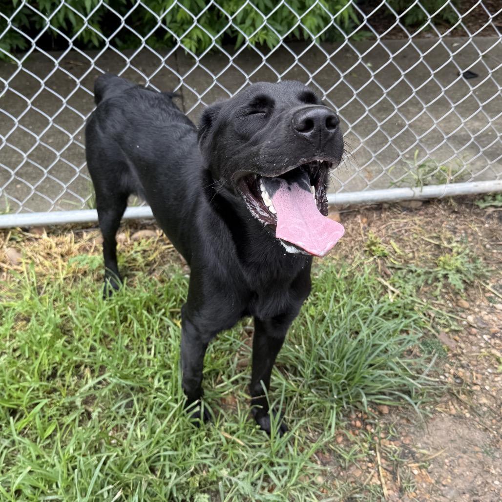 Enlarge Dora, a Adoptable Mixed Breed in Dickinson, TX image 2/6