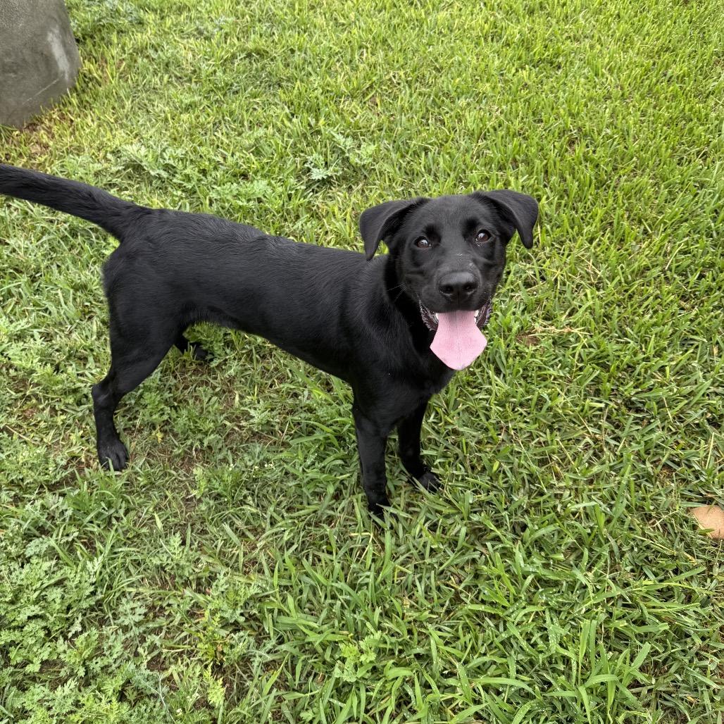 Enlarge Dora, a Adoptable Mixed Breed in Dickinson, TX image 3/6