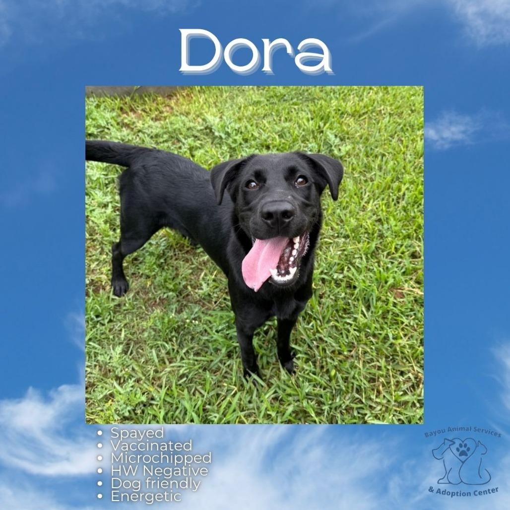 Enlarge Dora, a Adoptable Mixed Breed in Dickinson, TX image 4/6