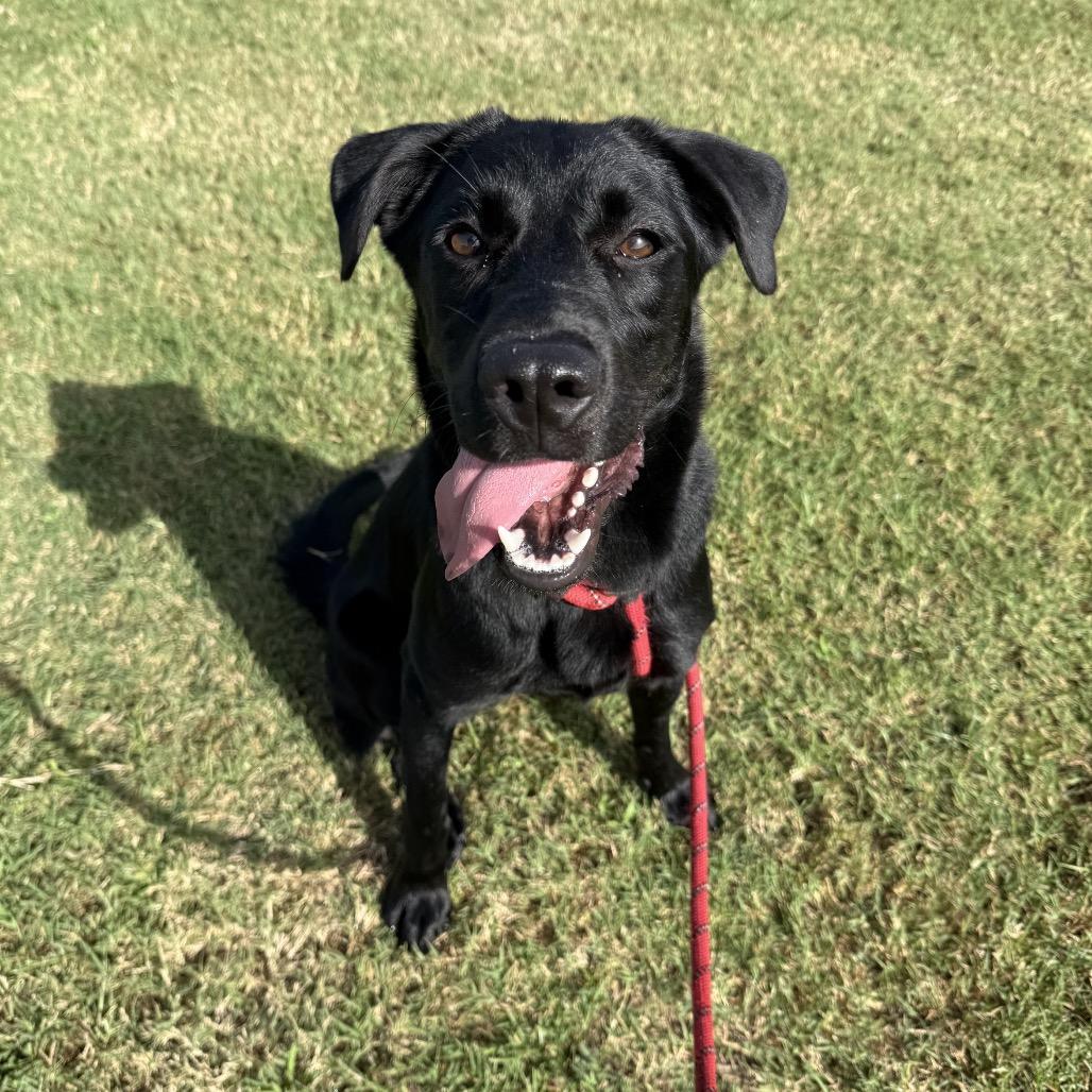 Enlarge Dora, a Adoptable Mixed Breed in Dickinson, TX image 4/6