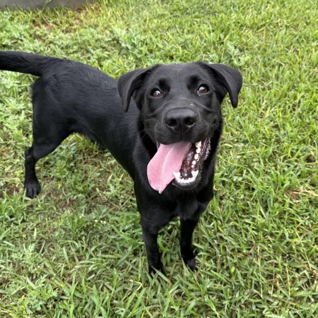 Enlarge Dora, a Adoptable Mixed Breed in Dickinson, TX image 5/6
