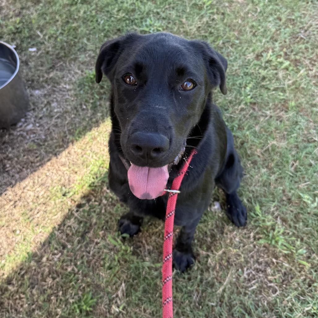 Enlarge Dora, a Adoptable Mixed Breed in Dickinson, TX image 6/6