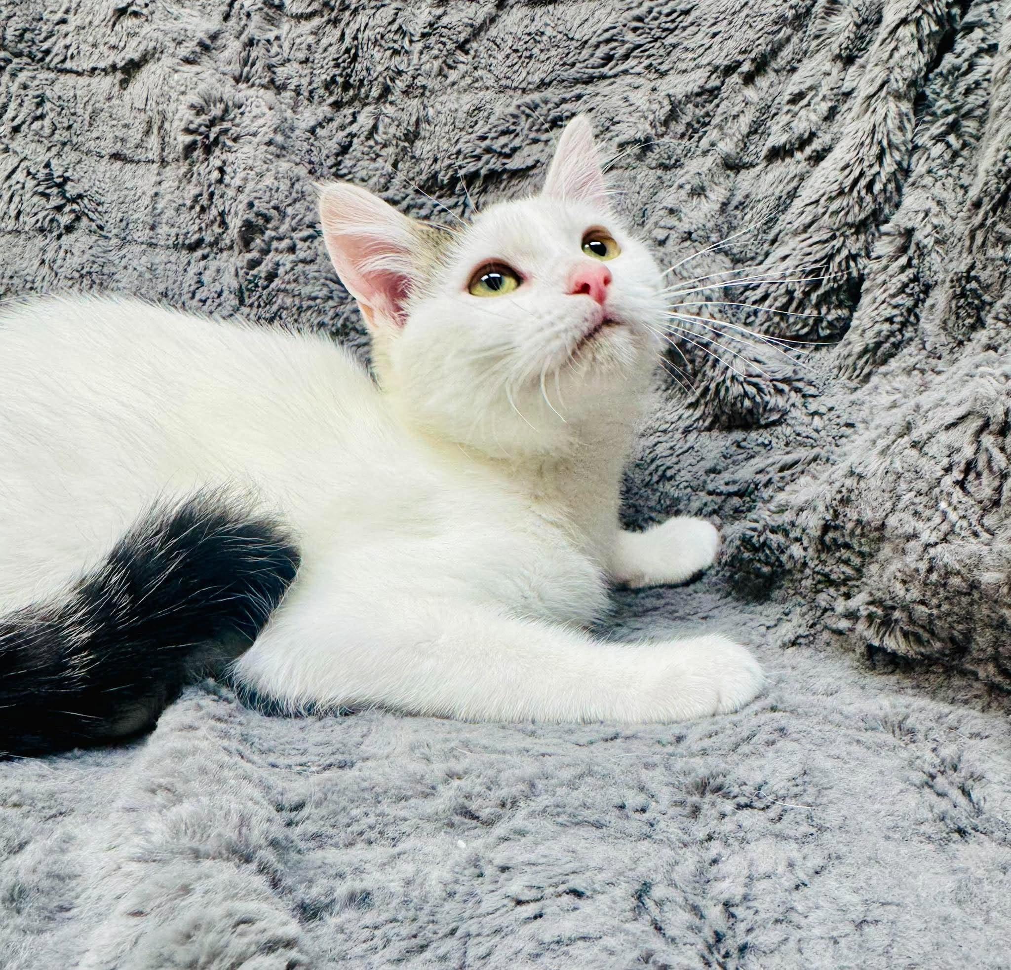 Enlarge Elmora, a Adoptable Domestic Short Hair in Alexandria, MN image 2/3