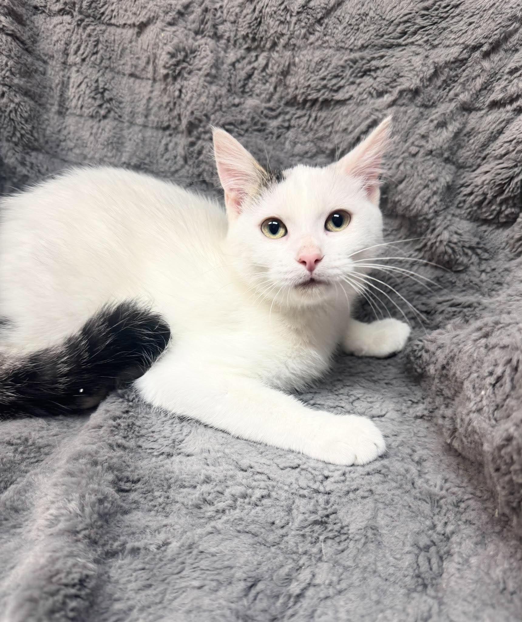 Elmora, Adoptable, Kitten Female Domestic Short Hair.