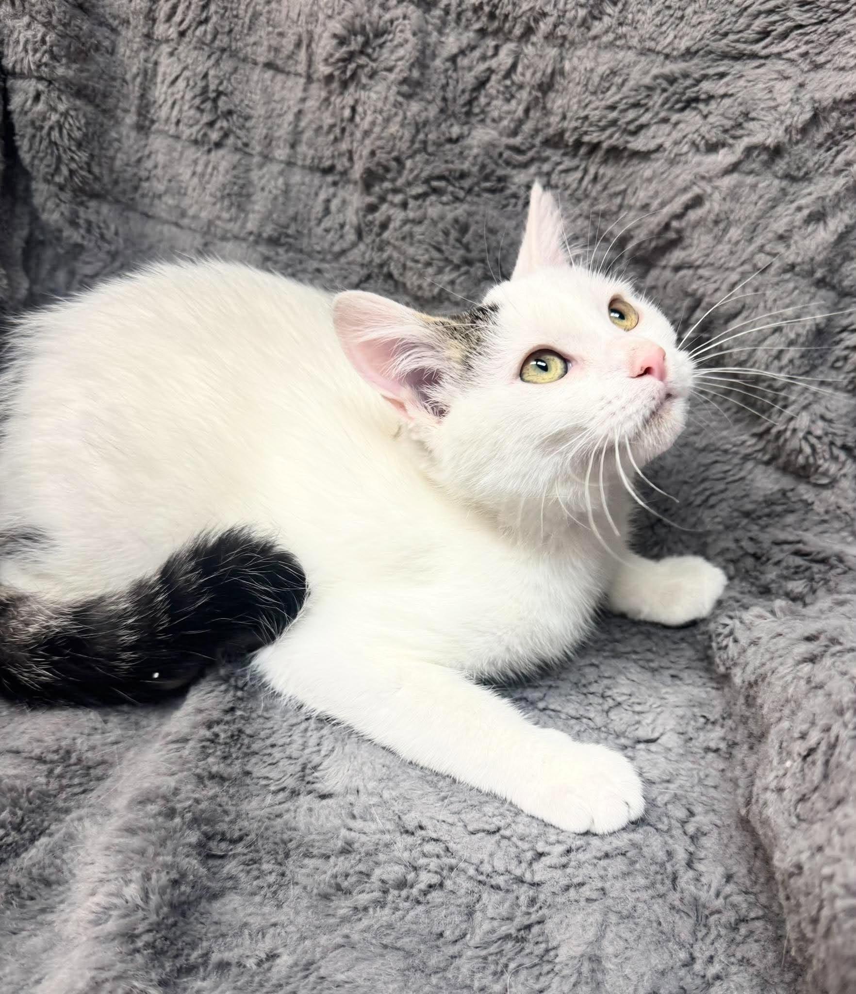 Enlarge Elmora, a Adoptable Domestic Short Hair in Alexandria, MN image 3/3
