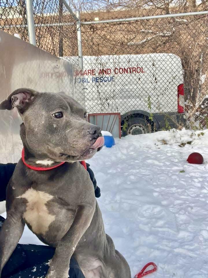 Enlarge Kruger, a ADOPTABLE Pit Bull Terrier in Chicago, IL image 3/5