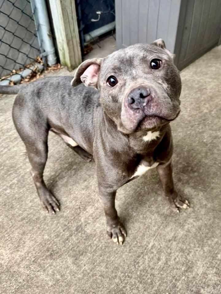 Kruger, ADOPTABLE, Adult Male Pit Bull Terrier.