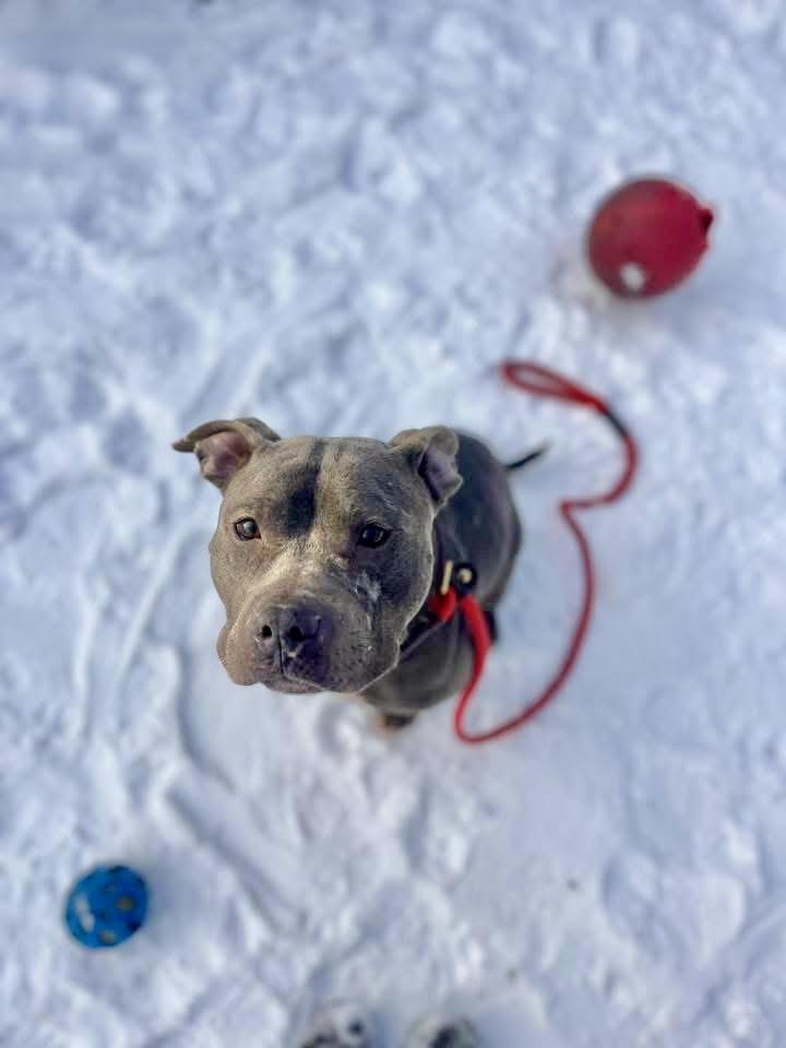 Enlarge Kruger, a ADOPTABLE Pit Bull Terrier in Chicago, IL image 4/5