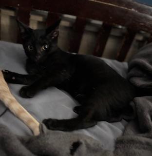 Enlarge Frisbee, a Adoptable Domestic Short Hair in Racine, WI image 3/6