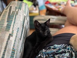 Enlarge Frisbee, a Adoptable Domestic Short Hair in Racine, WI image 4/6