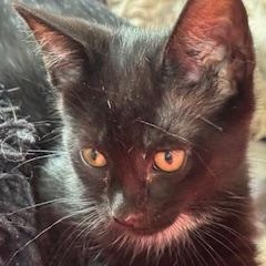 Enlarge Frisbee, a Adoptable Domestic Short Hair in Racine, WI image 1/6