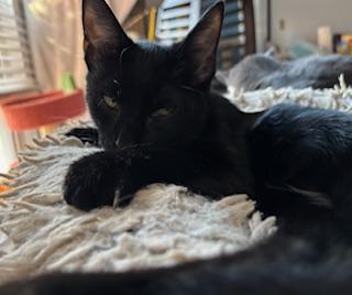 Enlarge Frisbee, a Adoptable Domestic Short Hair in Racine, WI image 6/6