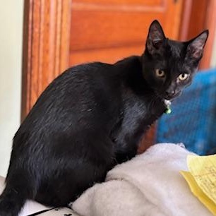 Enlarge Frisbee, a Adoptable Domestic Short Hair in Racine, WI image 2/6