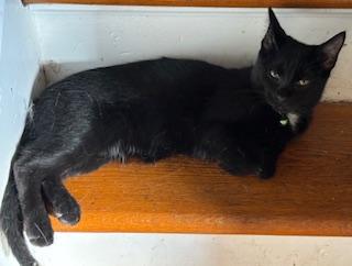 Enlarge Frisbee, a Adoptable Domestic Short Hair in Racine, WI image 5/6