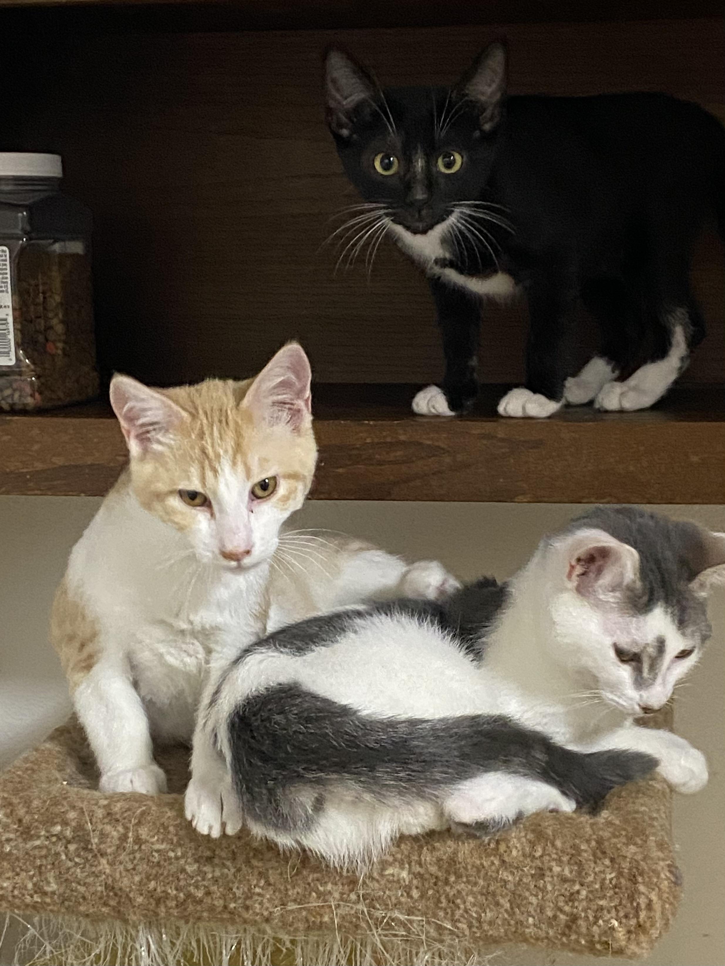 Kerchief, Adopted, Young Male Domestic Short Hair.