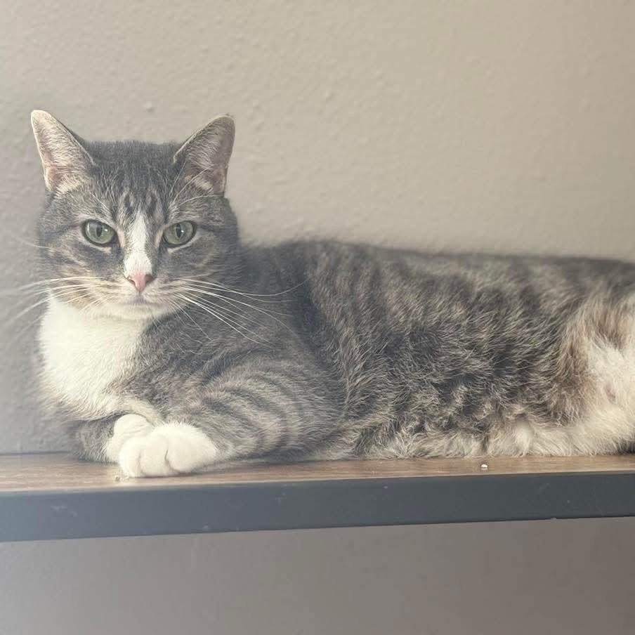 Enlarge Faith, an adoptable Domestic Short Hair in Madison , WI image 3/3