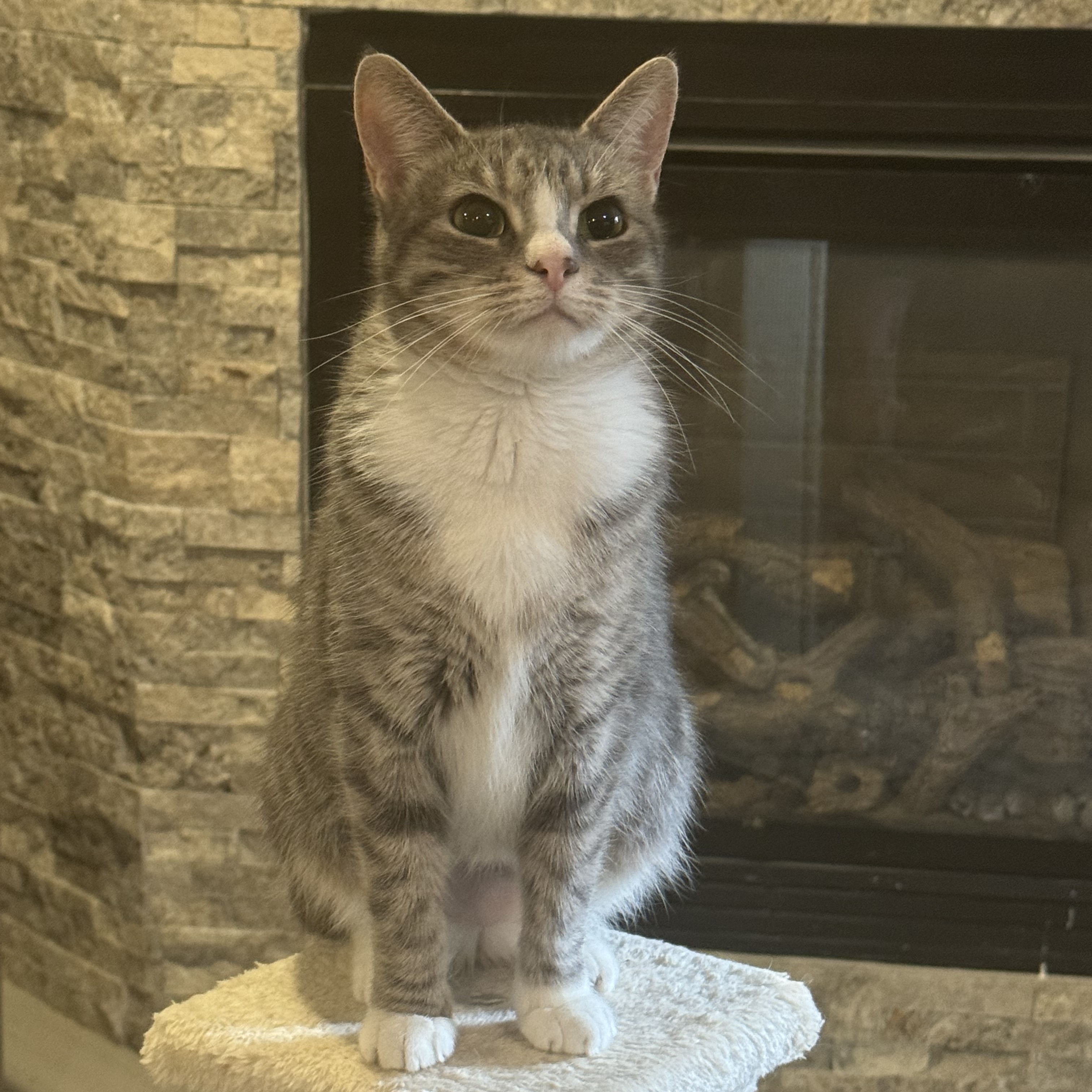 Enlarge Faith, an adoptable Domestic Short Hair in Madison , WI image 1/3