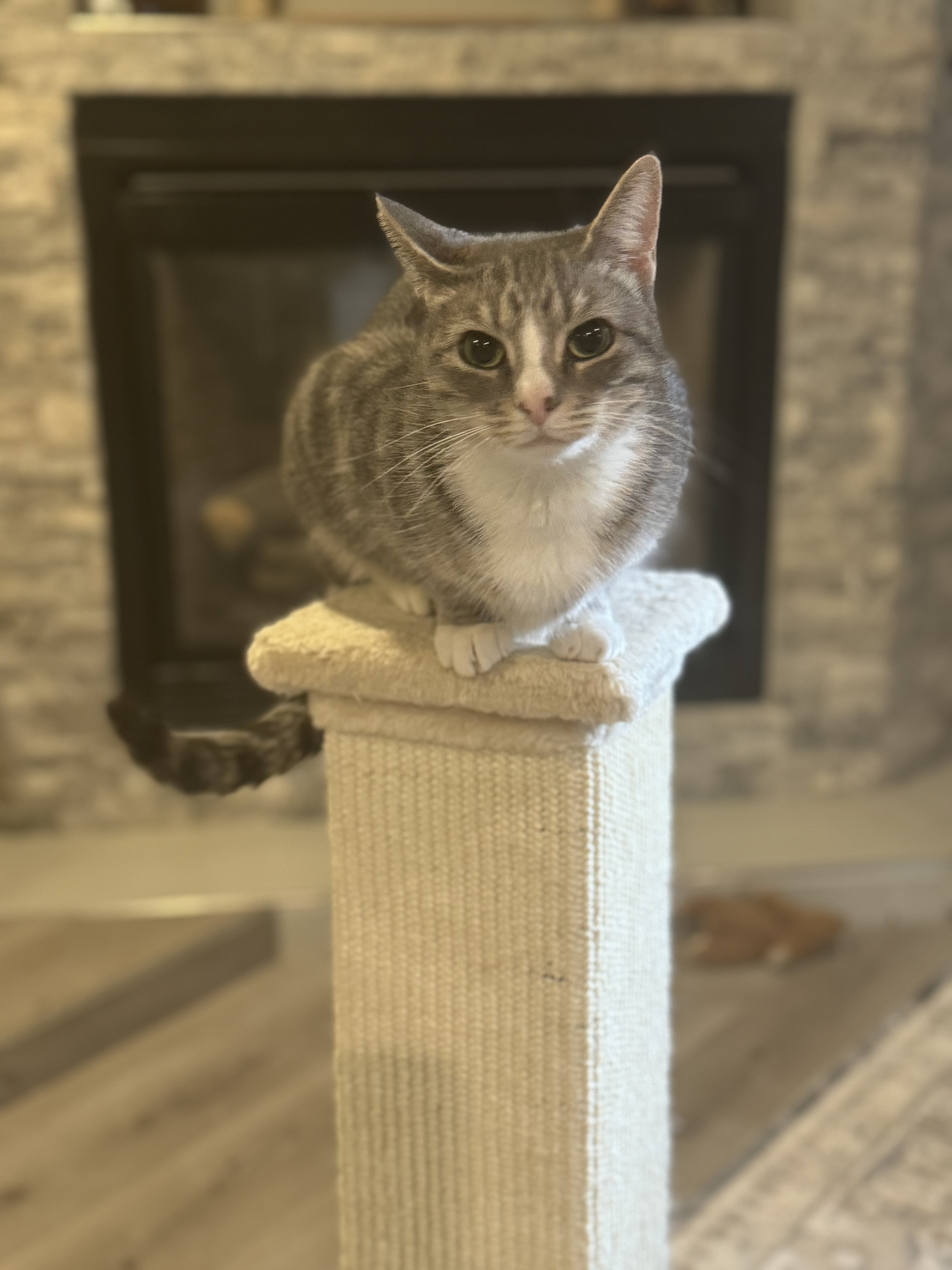 Enlarge Faith, an adoptable Domestic Short Hair in Madison , WI image 2/3