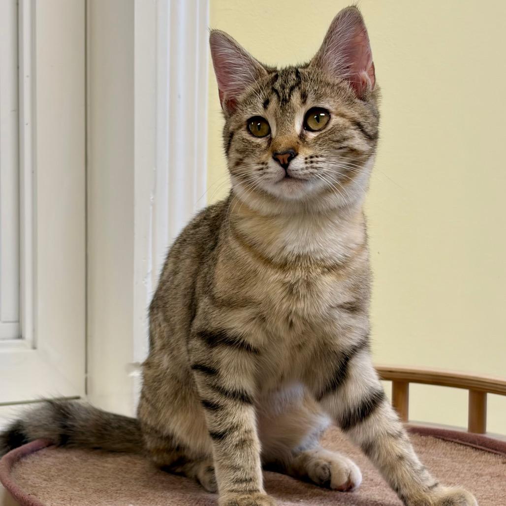 Daryl, Adoptable, Kitten Female Domestic Short Hair.