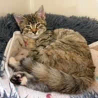 Daryl, Adoptable, Kitten Female Domestic Short Hair.