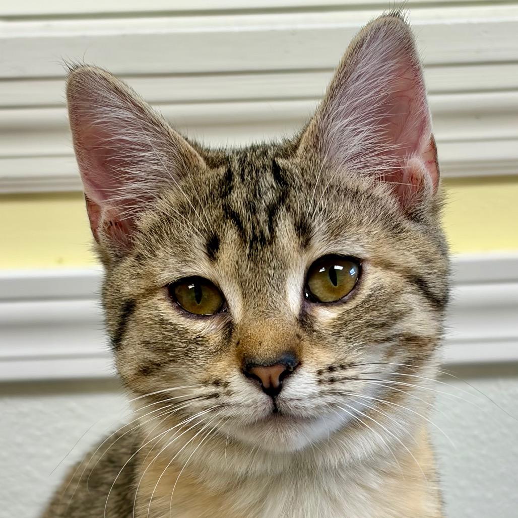 Enlarge Daryl, a Adoptable Domestic Short Hair in Greensboro, GA image 3/5