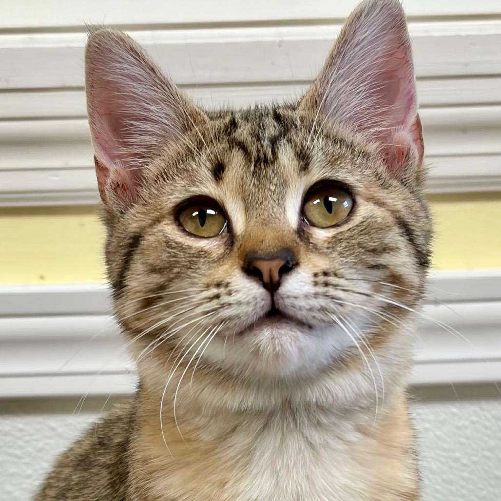 Enlarge Daryl, a Adoptable Domestic Short Hair in Greensboro, GA image 4/5