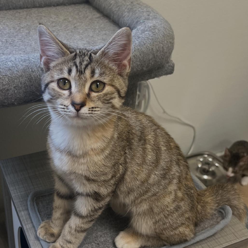 Enlarge Daryl, a Adoptable Domestic Short Hair in Greensboro, GA image 2/2