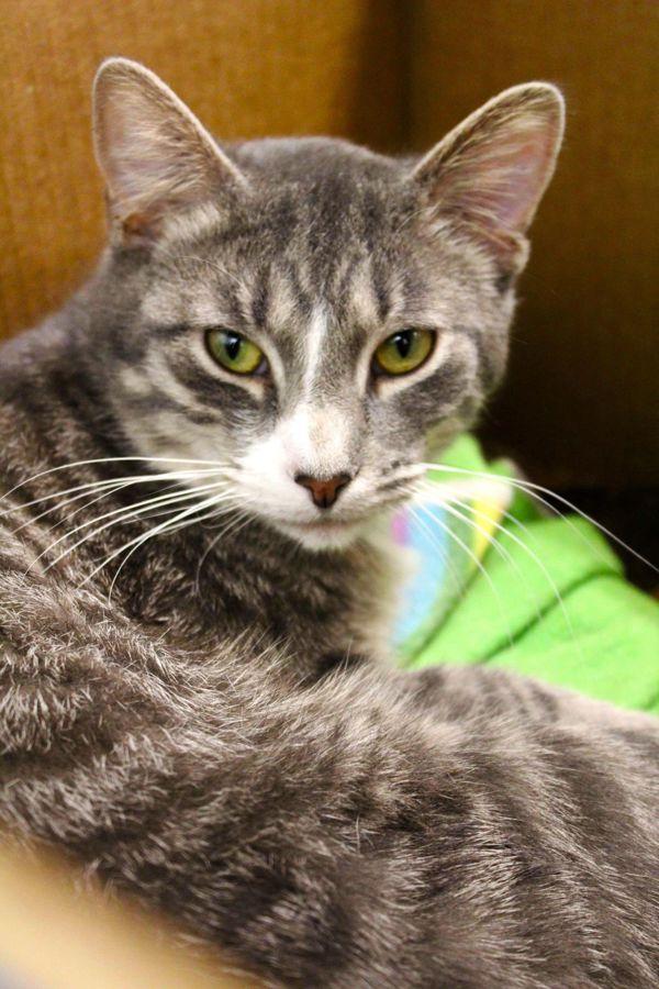 Enlarge Caspian, a Adoptable mixed breed in Indiana, PA image 1/4