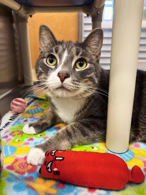 Enlarge Caspian, a Adoptable mixed breed in Indiana, PA image 2/4