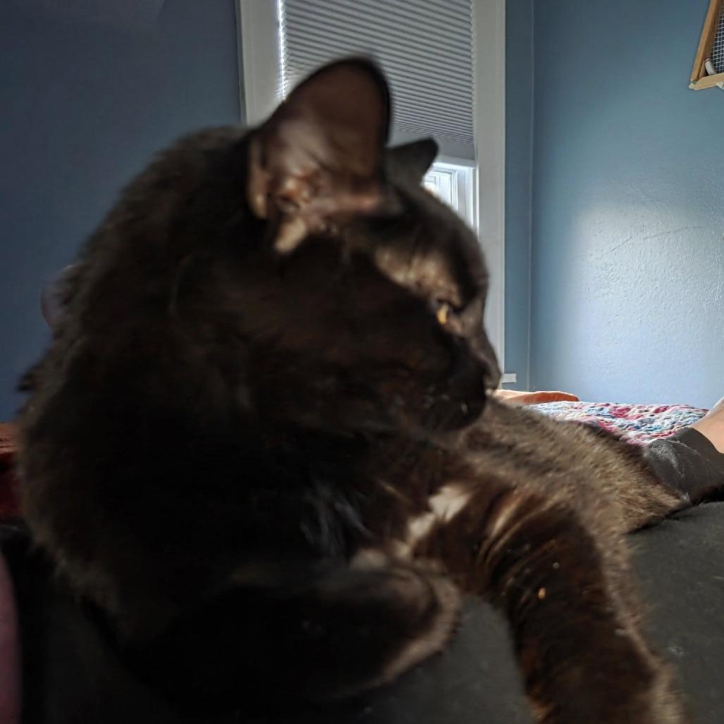 Enlarge Mack--In Foster, a Adoptable Domestic Short Hair in Fargo, ND image 1/6