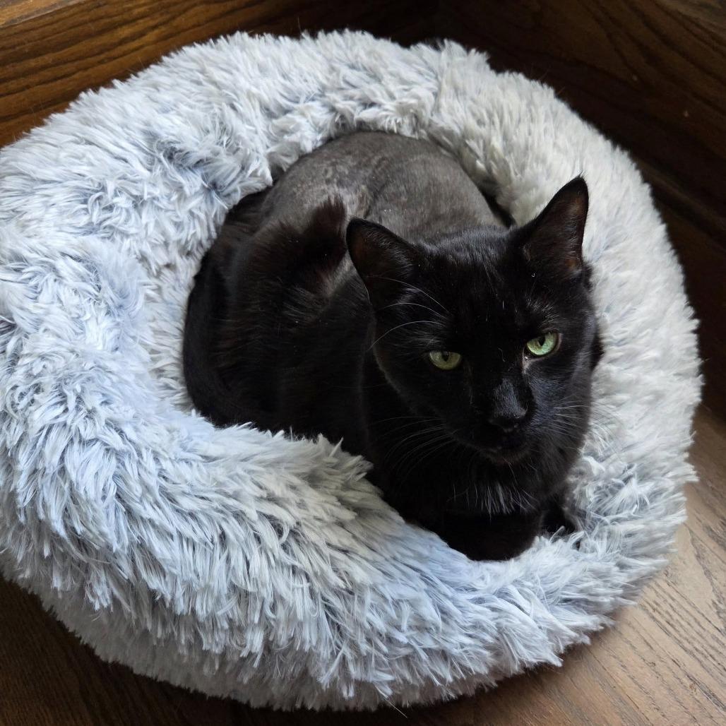 Enlarge Mack--In Foster, a Adoptable Domestic Short Hair in Fargo, ND image 2/6