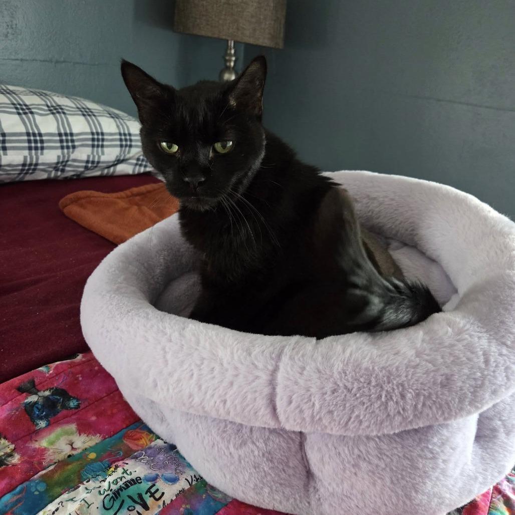 Enlarge Mack--In Foster, a Adoptable Domestic Short Hair in Fargo, ND image 5/6