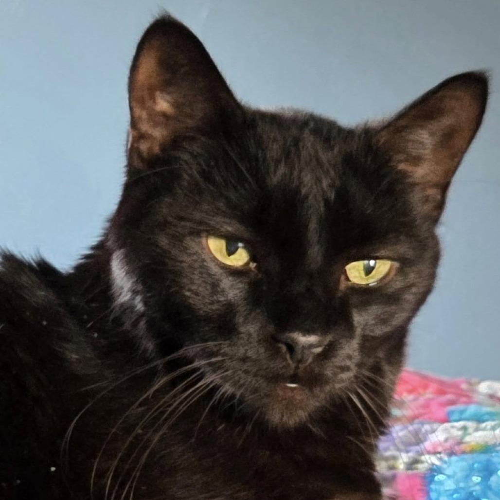 Enlarge Mack--In Foster, a Adoptable Domestic Short Hair in Fargo, ND image 6/6