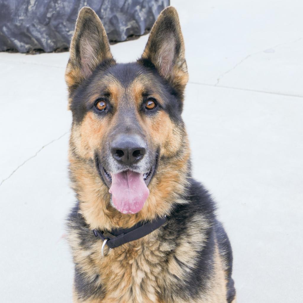 Bob, Adoptable, Senior Male German Shepherd Dog.