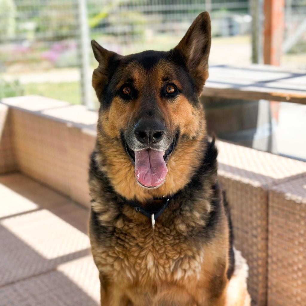 Enlarge Bob, a Adoptable German Shepherd Dog in Lompoc, CA image 2/5