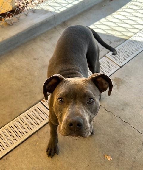 Royal, an adopted Pit Bull Terrier in Phoenix, OR image 1/3