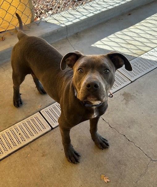 Royal, an adopted Pit Bull Terrier in Phoenix, OR image 3/3