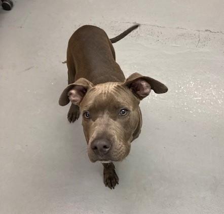 Royal, an adopted Pit Bull Terrier in Phoenix, OR image 2/3