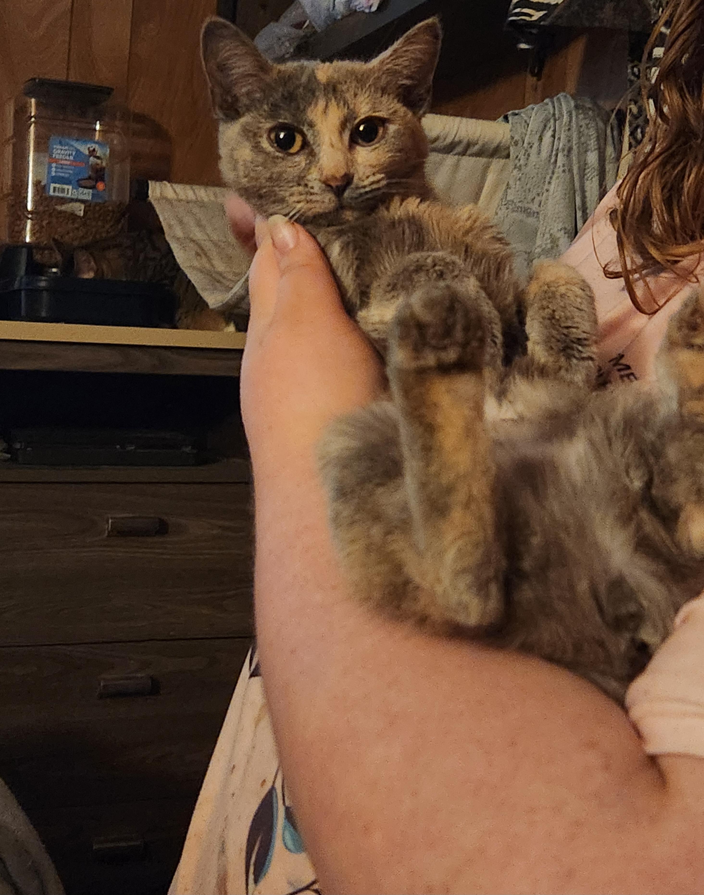 Enlarge Cinnamon , an adopted Dilute Calico in Mount Pleasant, TX image 5/6