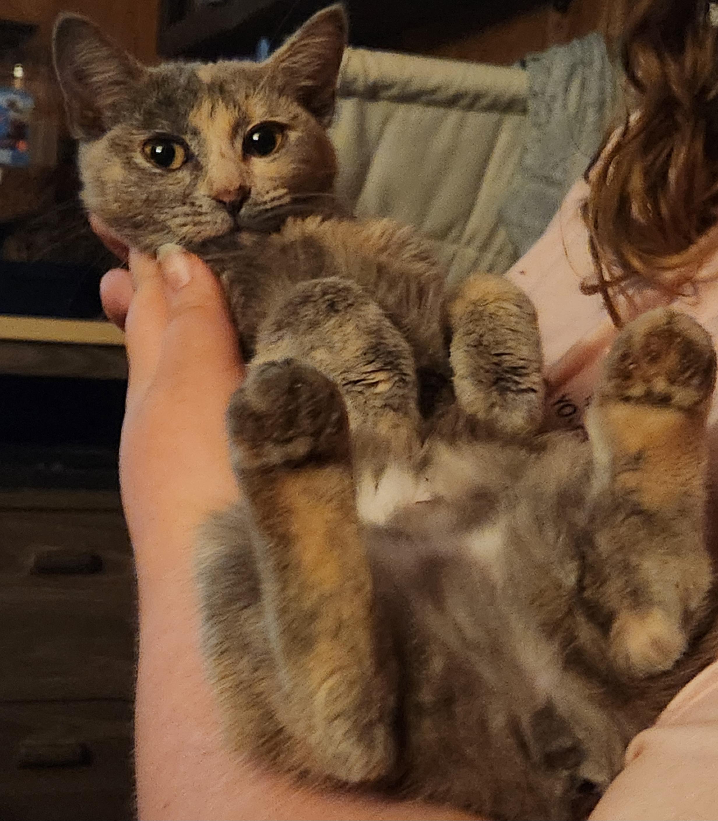 Enlarge Cinnamon , an adopted Dilute Calico in Mount Pleasant, TX image 2/6