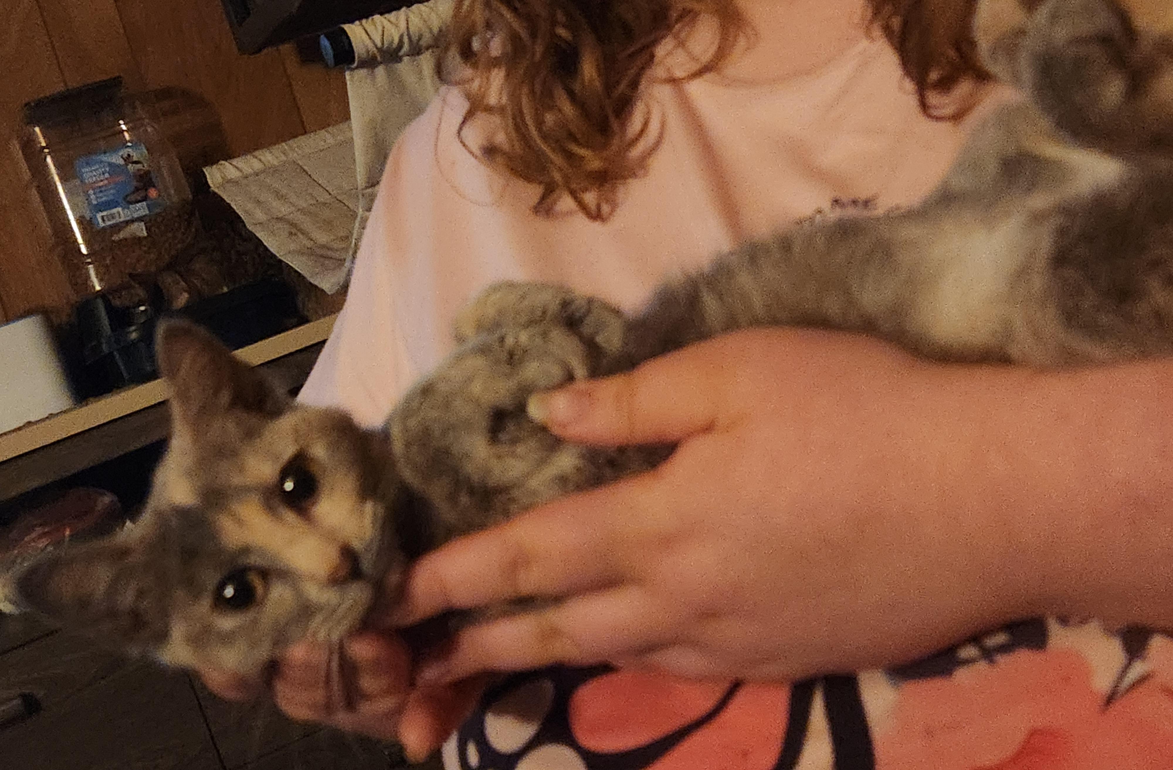 Enlarge Cinnamon , an adopted Dilute Calico in Mount Pleasant, TX image 4/6