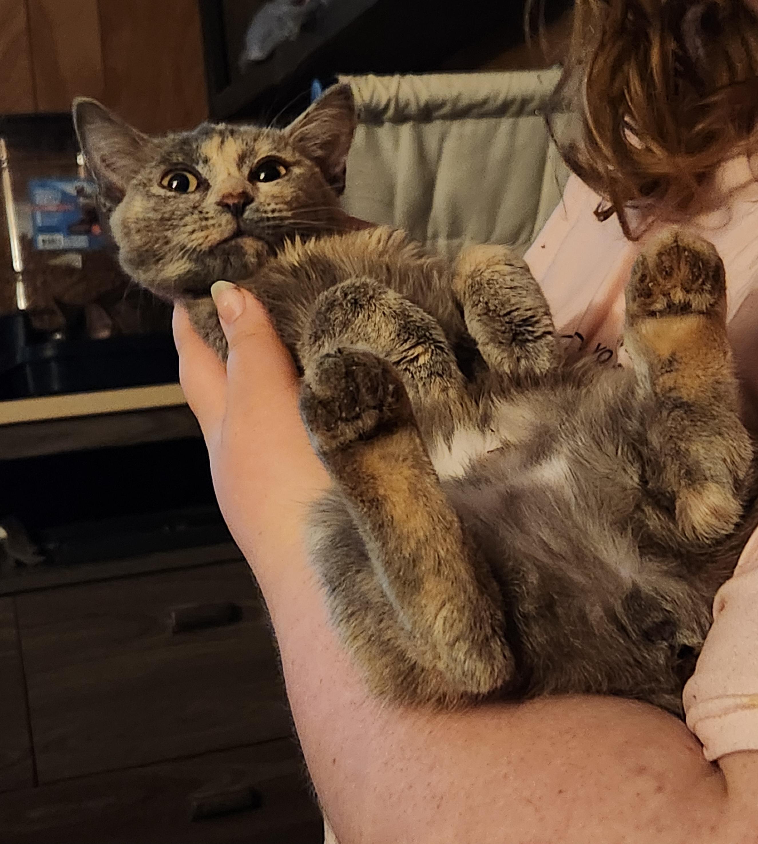 Enlarge Cinnamon , an adopted Dilute Calico in Mount Pleasant, TX image 1/6